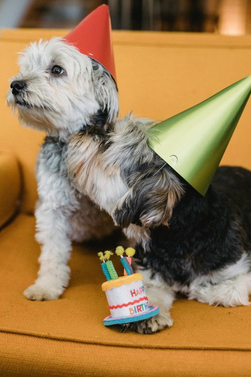 The Ultimate Guide to Hosting a Memorable Party Animals Demo Event